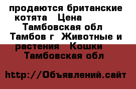 продаются британские котята › Цена ­ 3 000 - Тамбовская обл., Тамбов г. Животные и растения » Кошки   . Тамбовская обл.